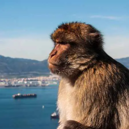 Małpka magot (macaque) na Skale Gibraltarskiej z polskim przewodnikiem CostaTrips.