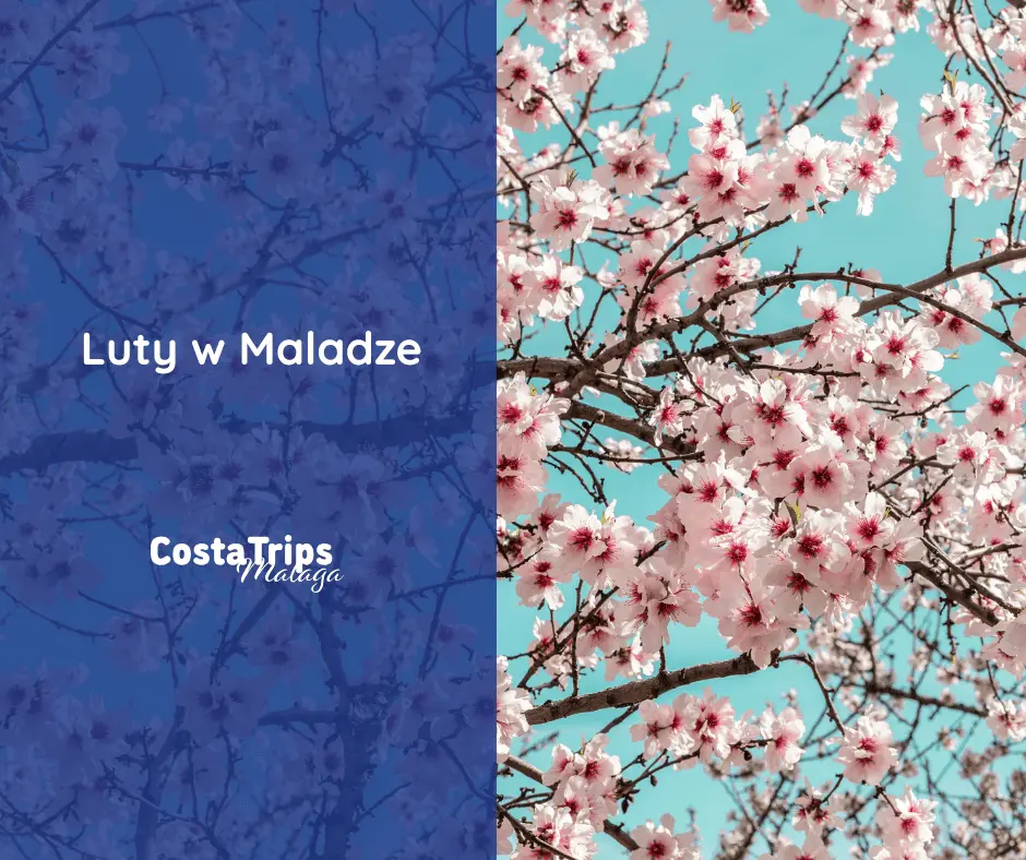 Luty w Maladze kwitnące migdałowce wycieczka