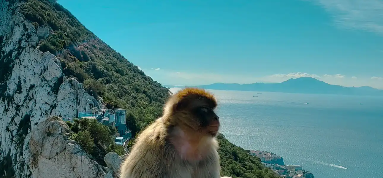 Makak berberyjski na Skale Gibraltarskiej z widokiem na Cieśninę Gibraltarską i góry Maroka